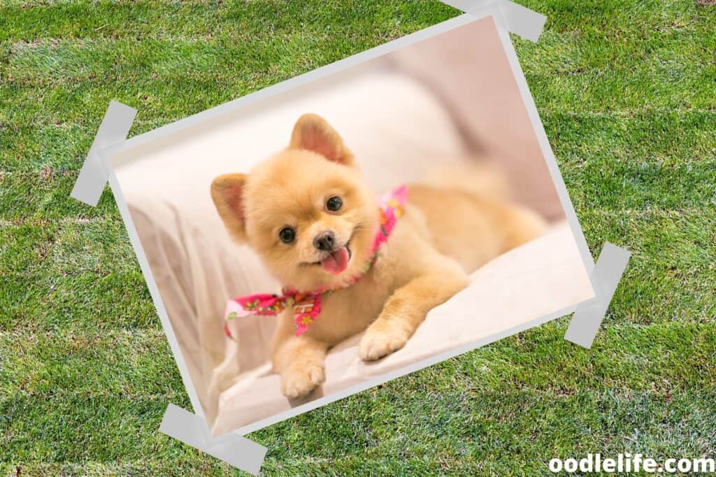 some pomeranians are very small