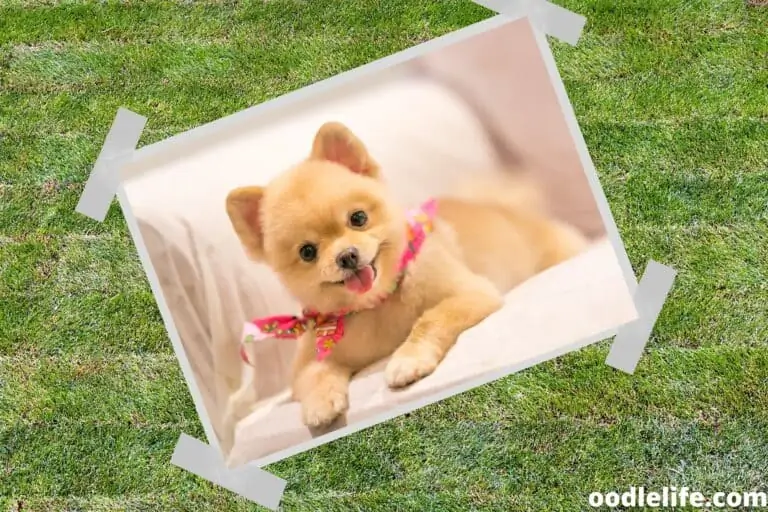 Best Pomeranian Rescue [7 Best]