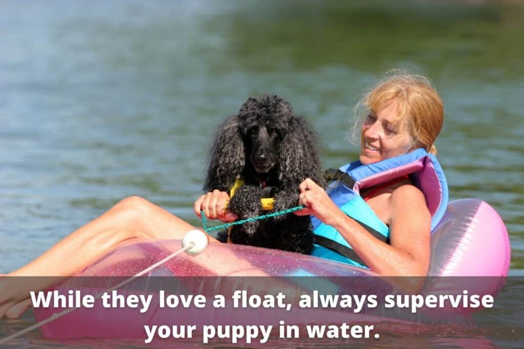 poodle floating in lake on blow up