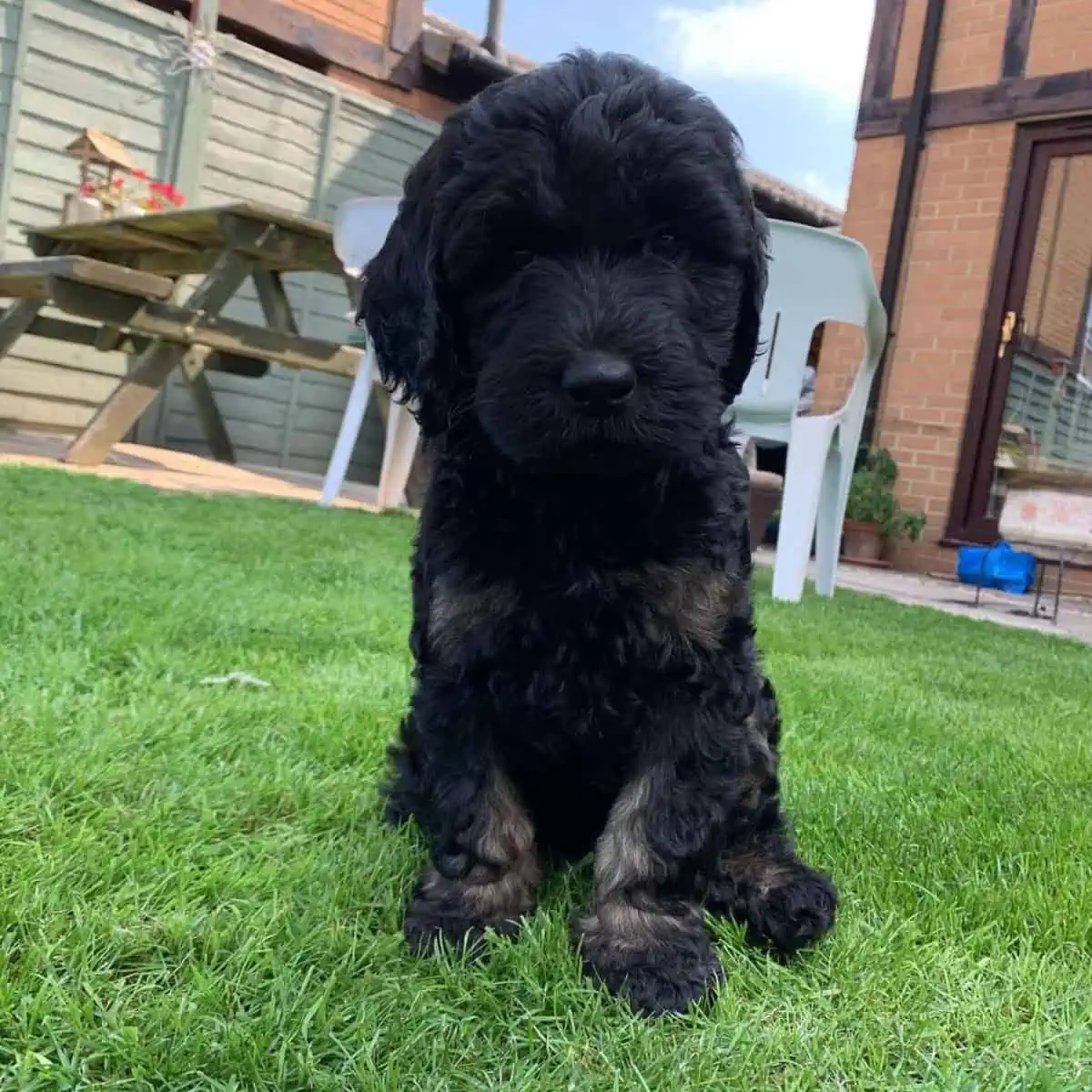 puppy exploring the garden