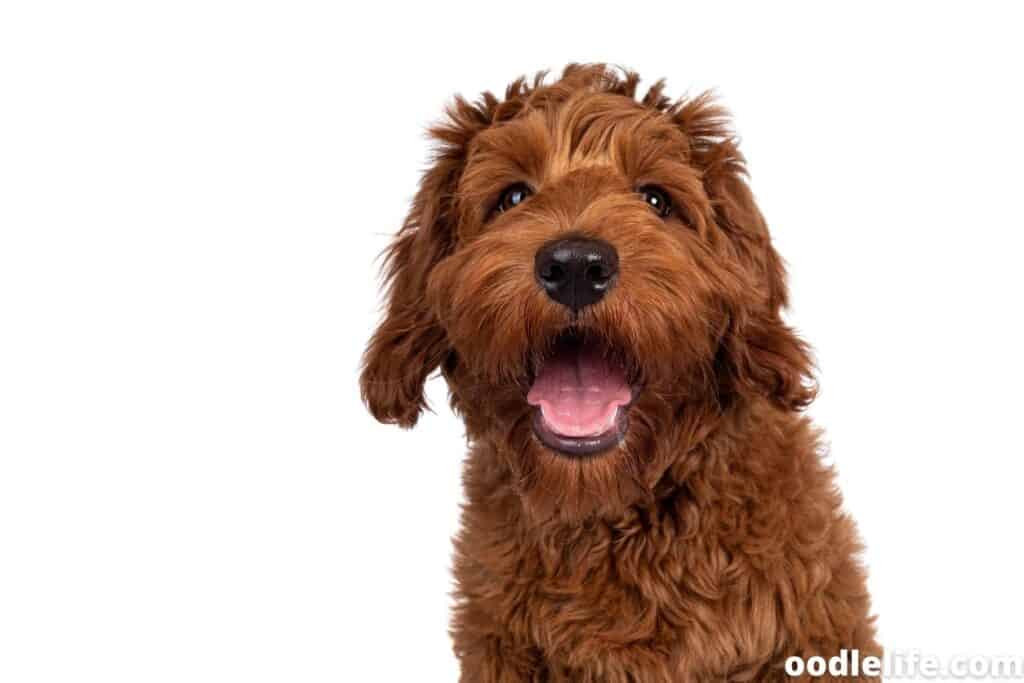 mini apricot labradoodle