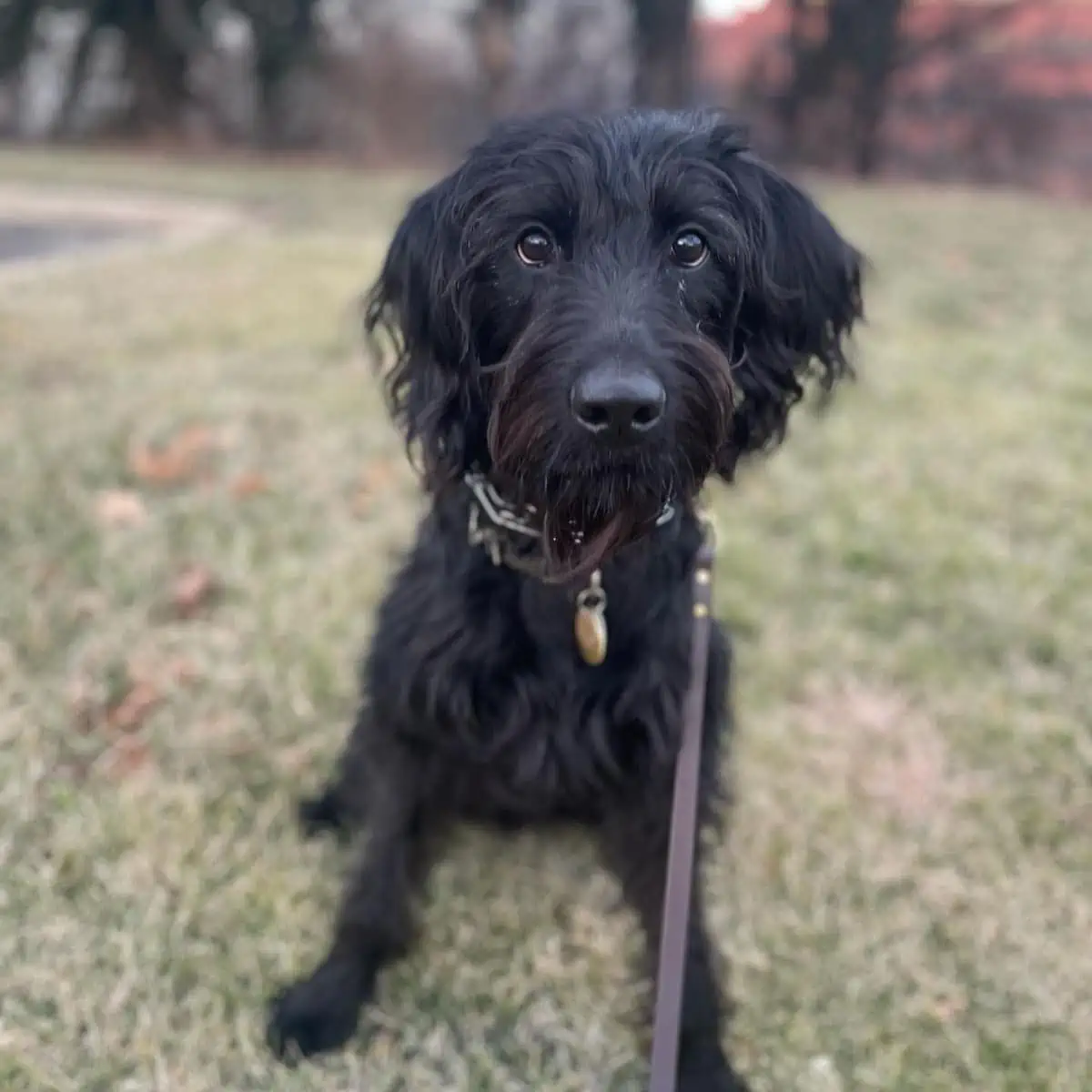 refuses a long walk