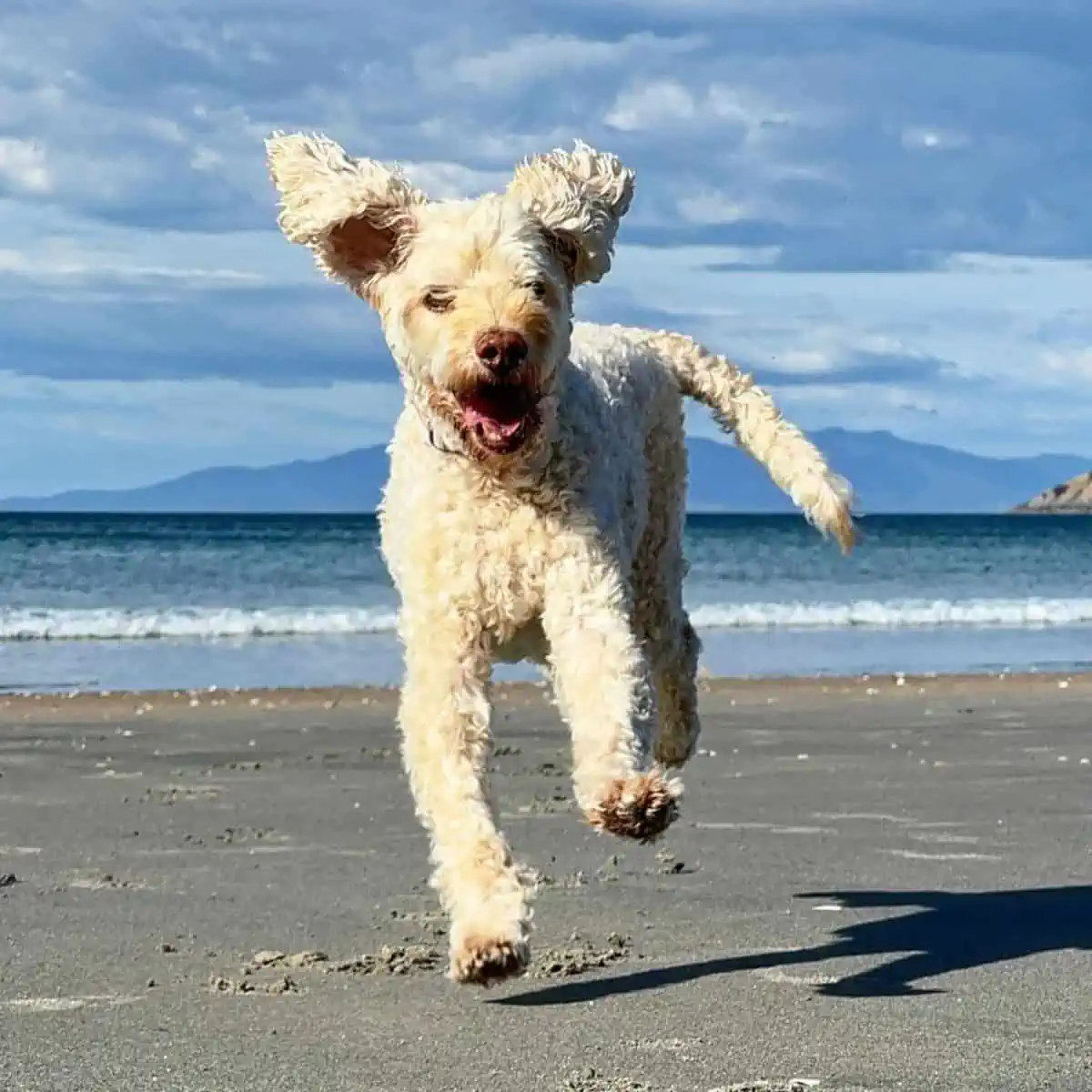 running through the sand