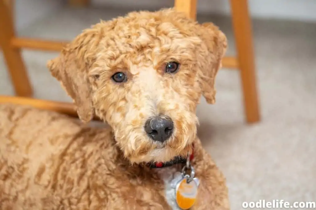 recently shaved Labradoodle