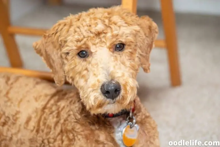 Labradoodle Peeing in House [How to Stop]