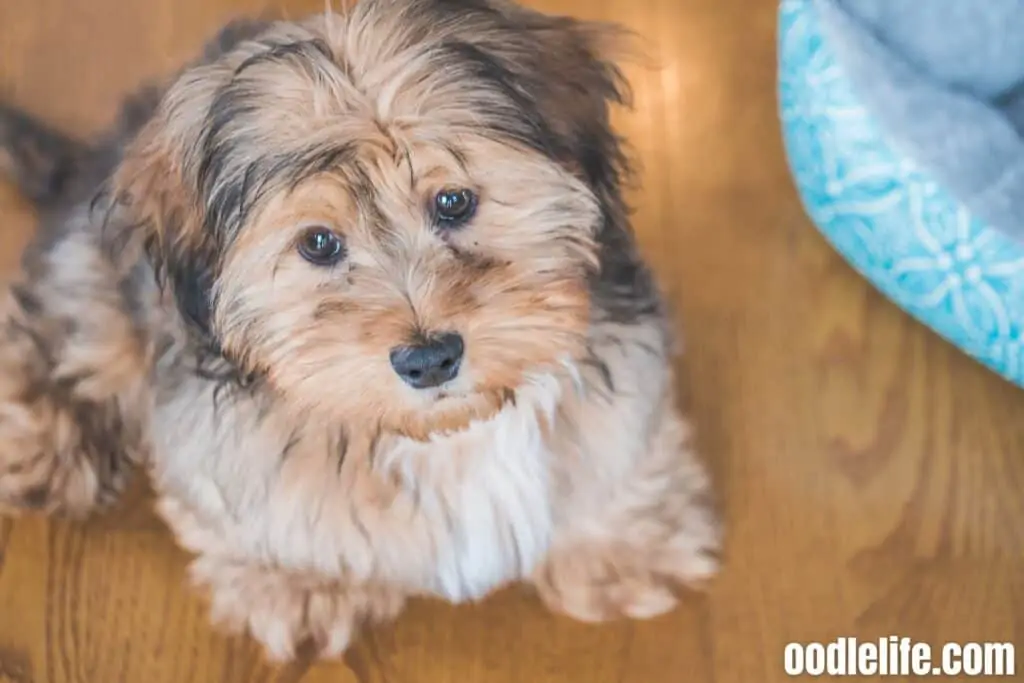 a cute shih poo puppy