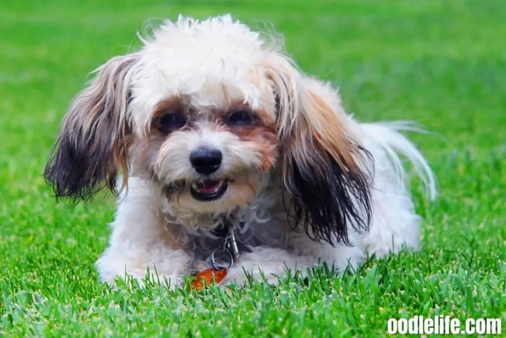 shih poo puppy outside