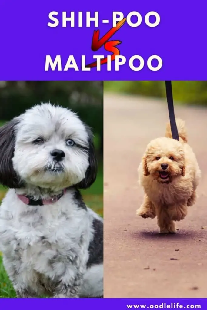 shih poo vs maltipoo breed