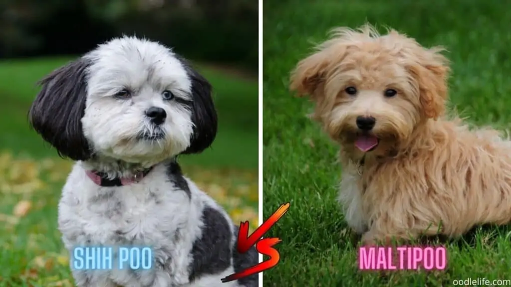 tiny shih poo and maltipoo dogs