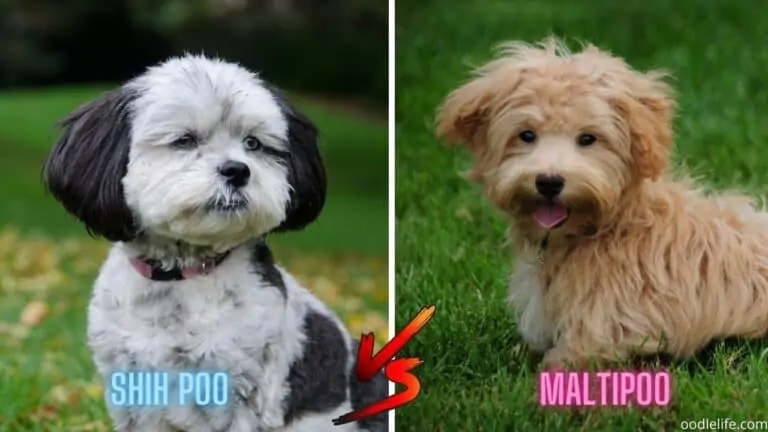 Shih Poo Vs Maltipoo [Breed Comparison with Photos]