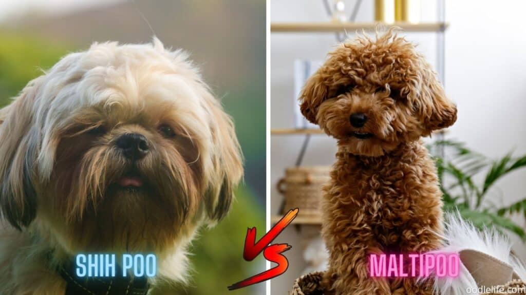 shih-poo vs maltipoo face