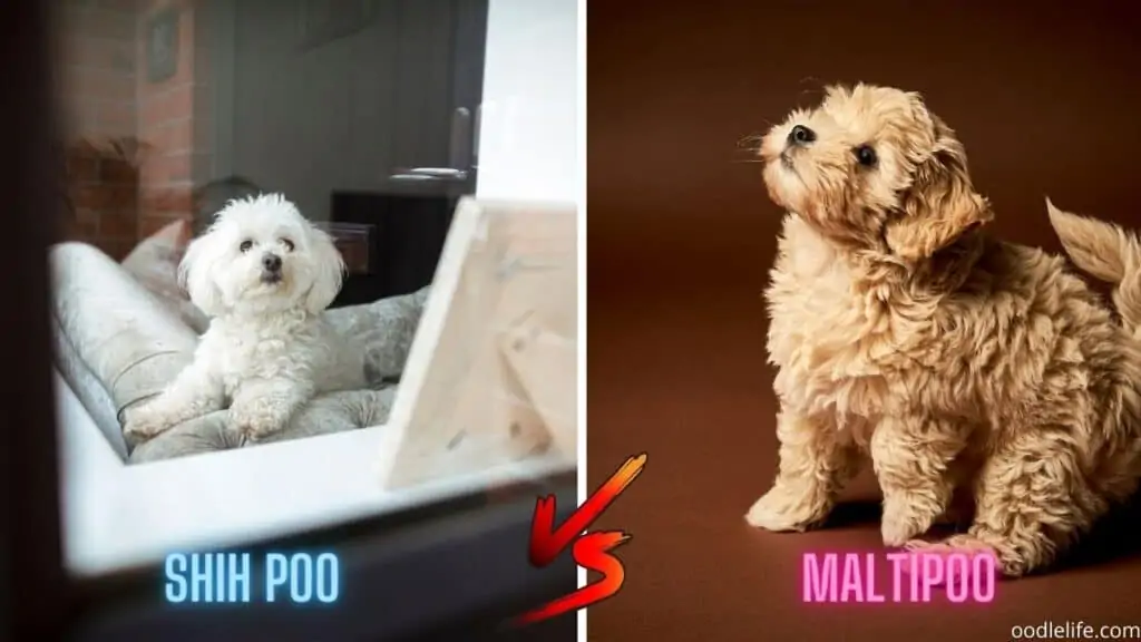 shih poo vs maltipoo size