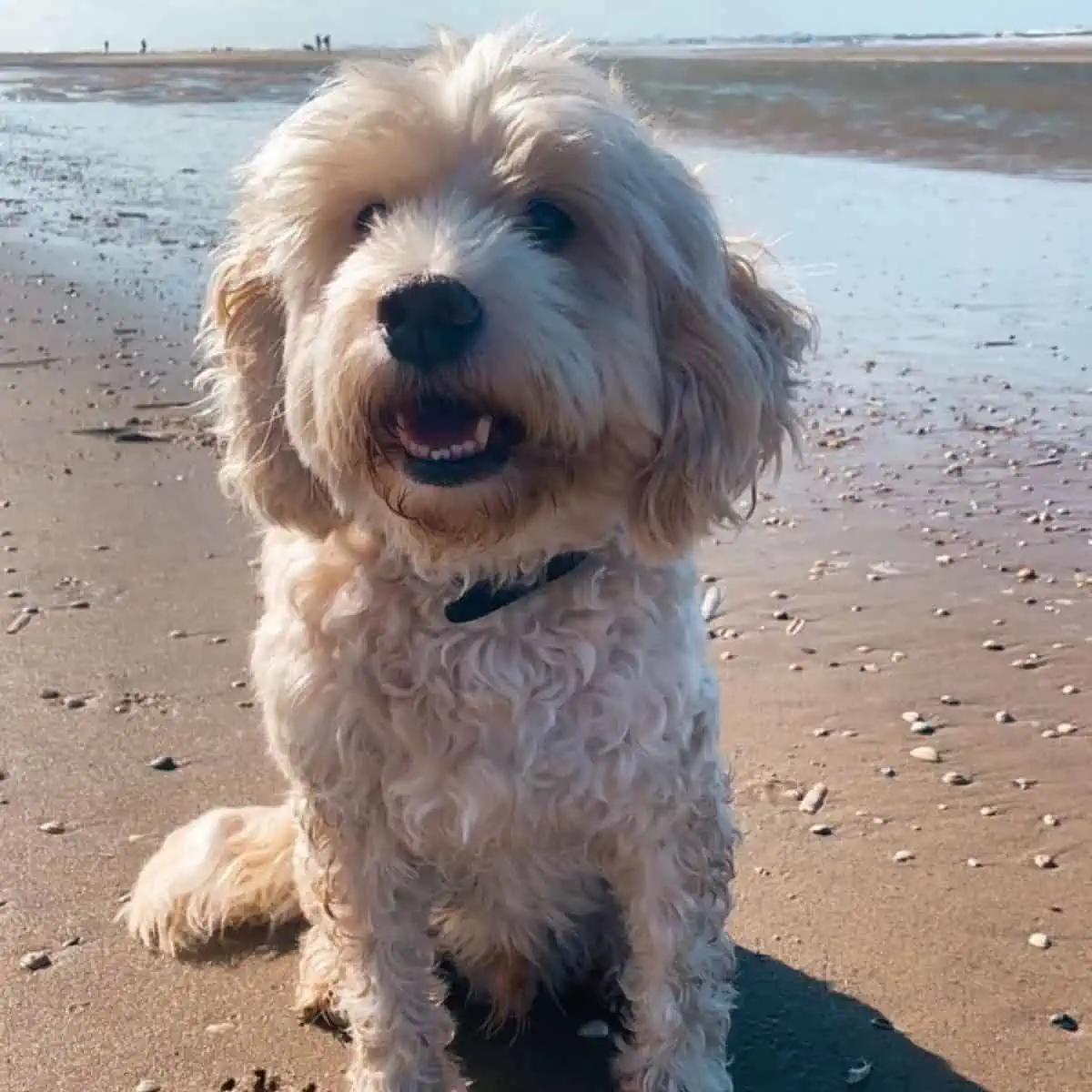 showing lower teeth at the beach