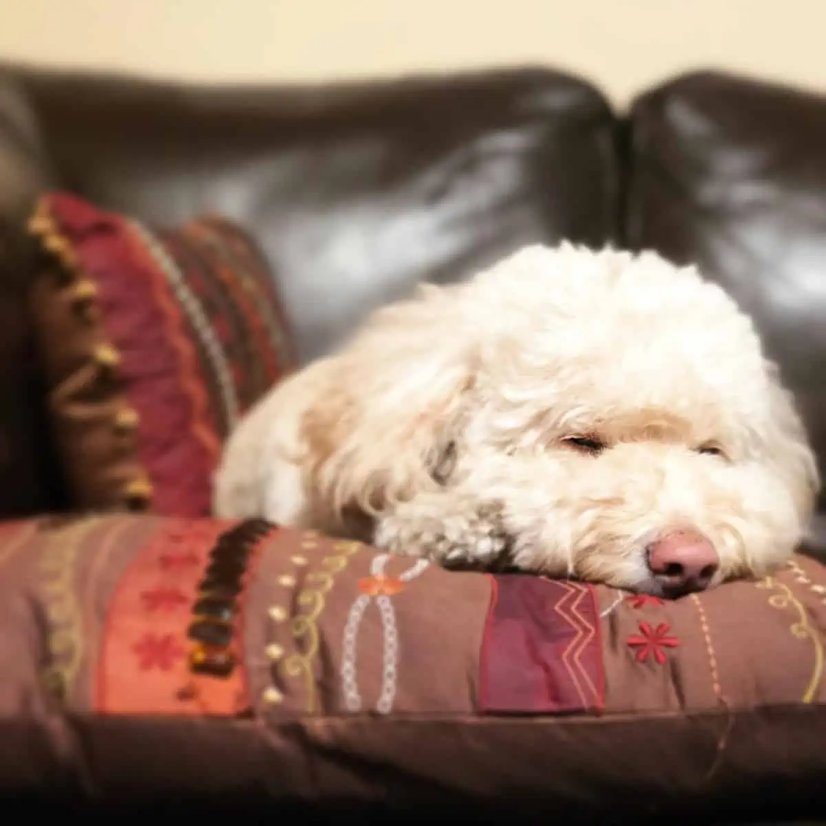 sleeping Cockapoo in a pillow