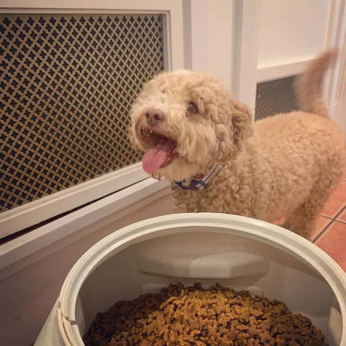 smelling new dog food