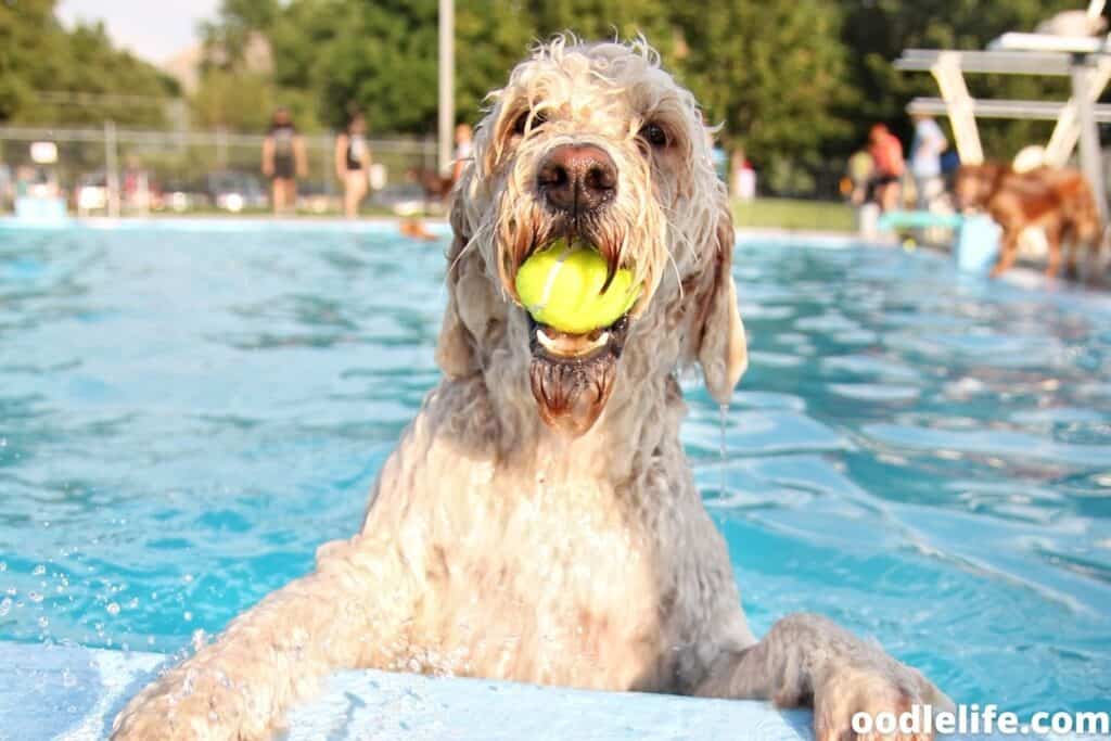 labradoodle swimming in pool with ball
