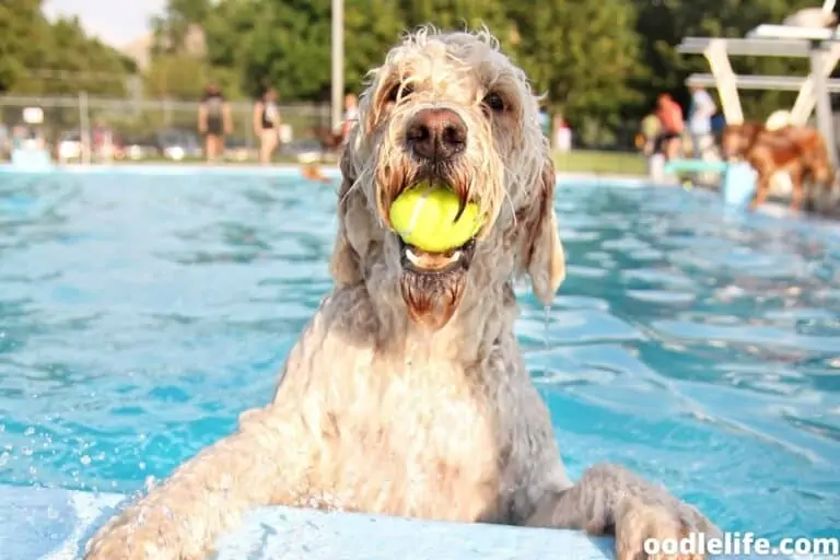 Do Labradoodles Like to Swim? How to Get Labradoodles Interested in Water Play