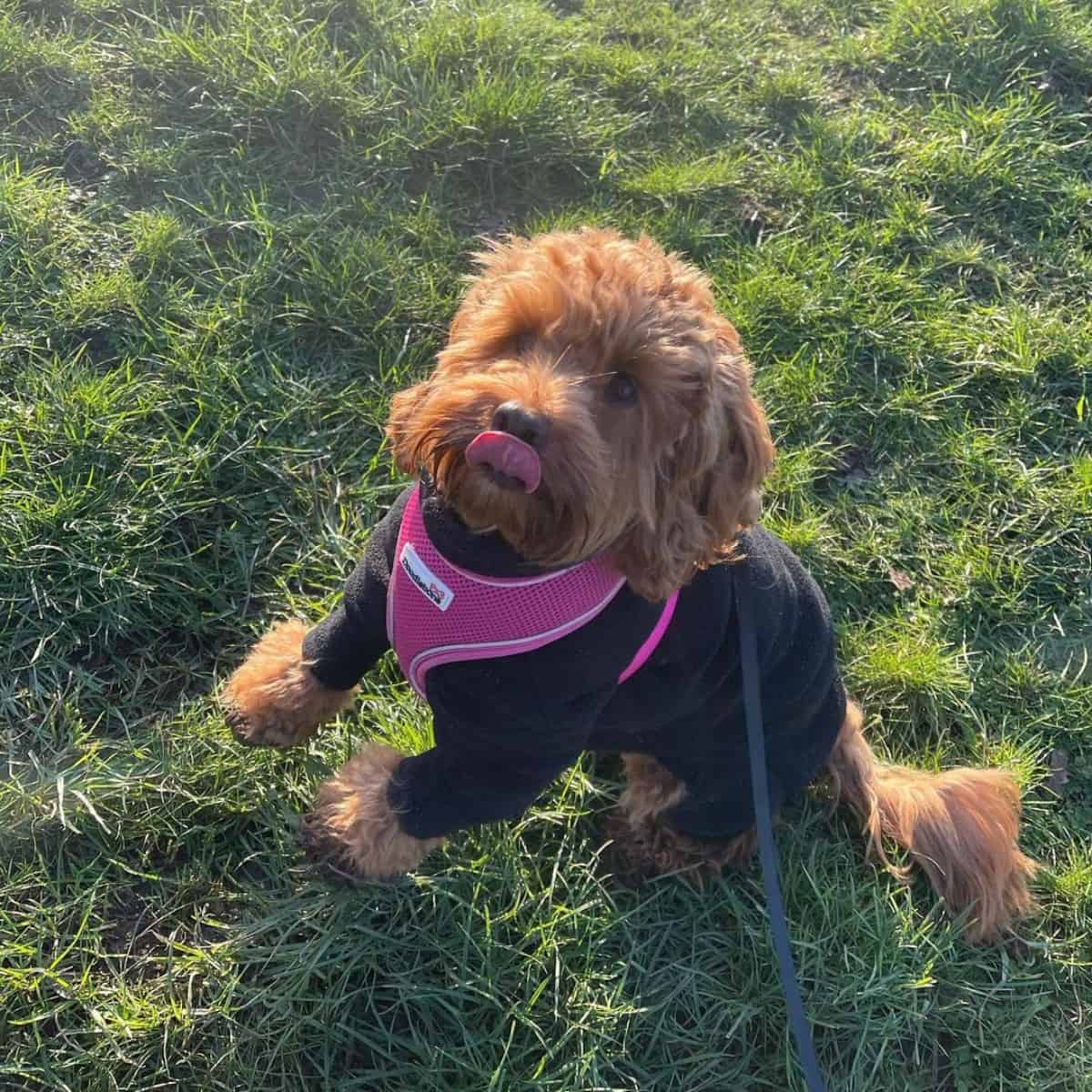 tongue out  Cockapoo jumping