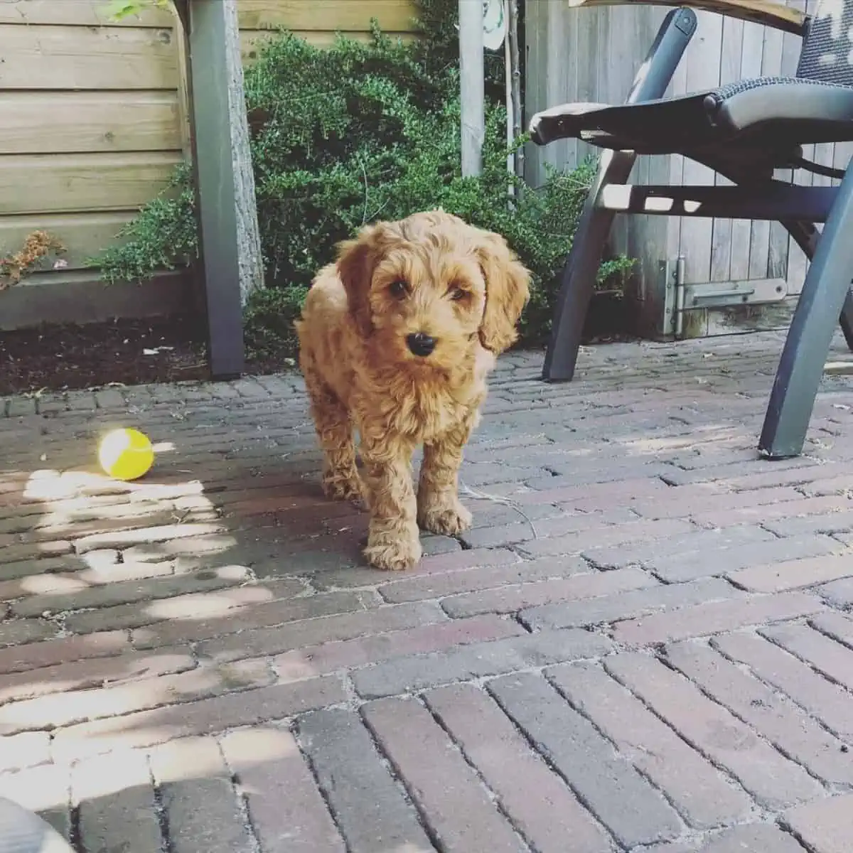 training Labradoodle puppy early