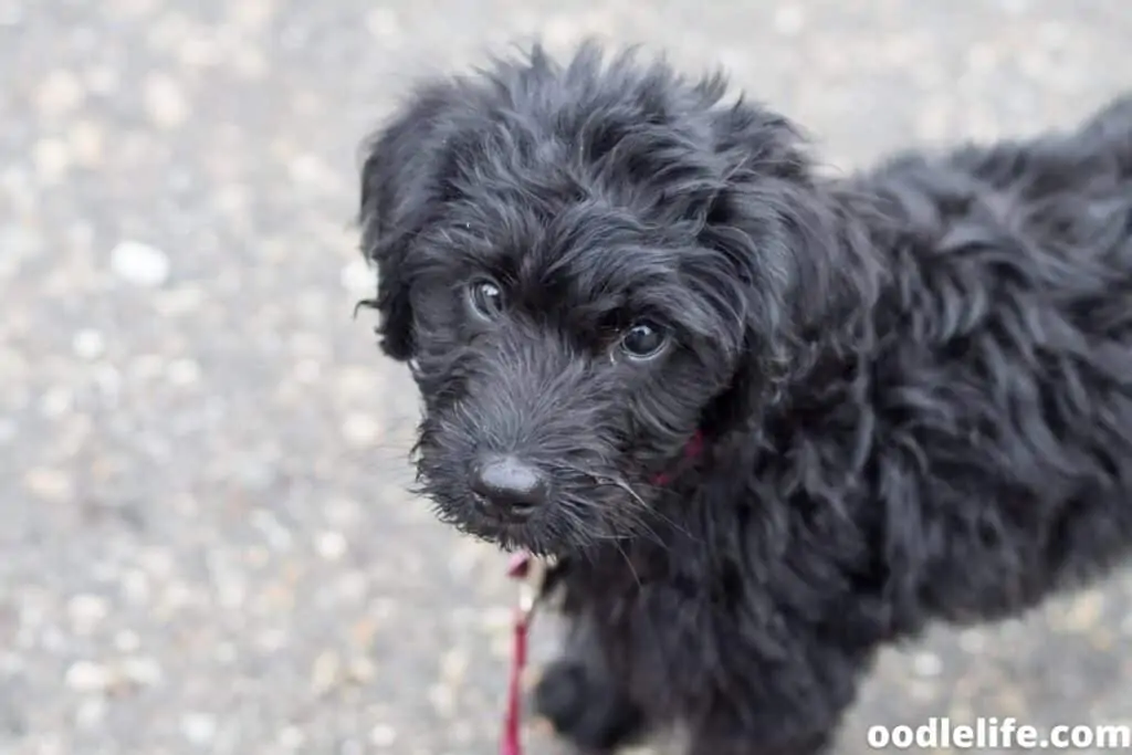 black coat wavy labradoodle