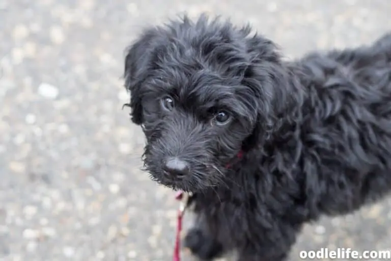 Can Labradoodles Be Black?
