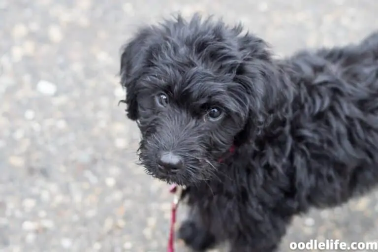 How to Potty Train a Labradoodle?