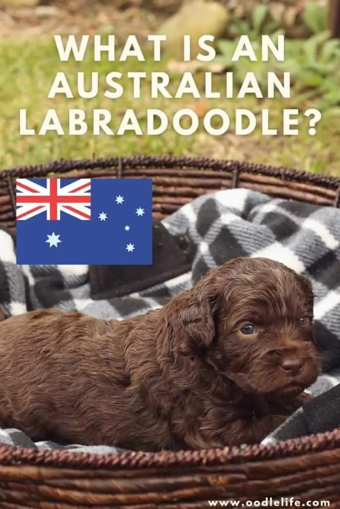 what is an australian labradoodle