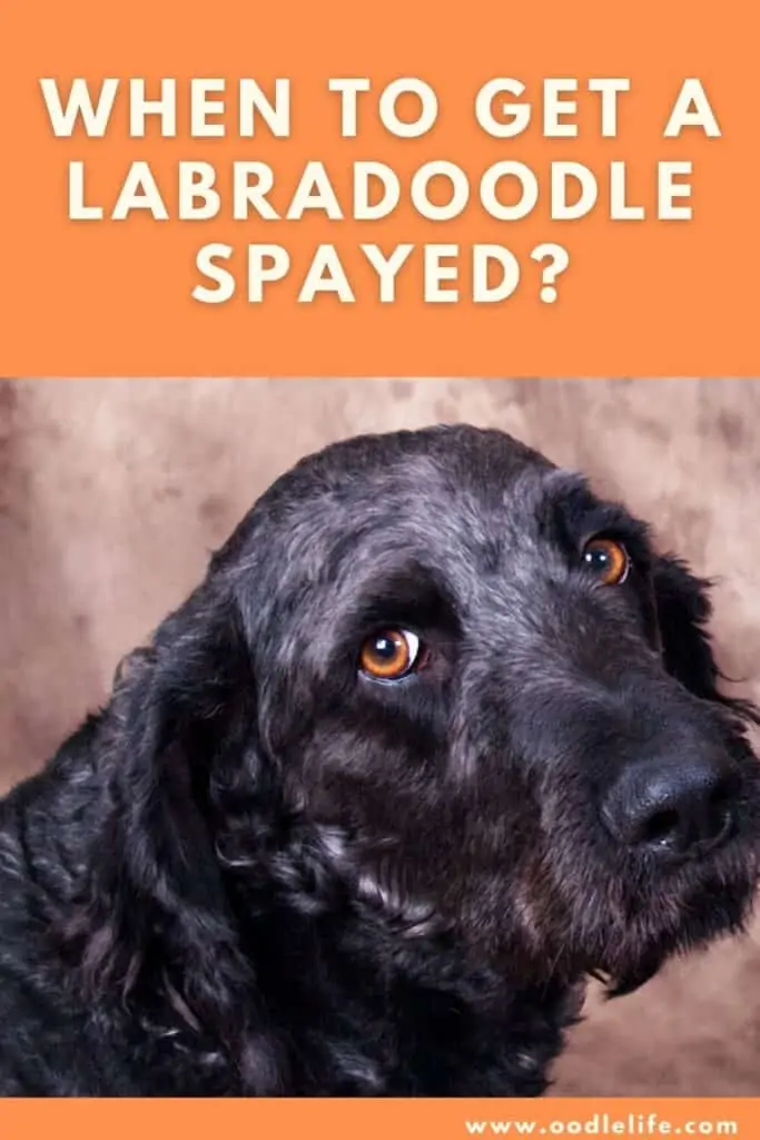 when to get a labradoodle spayed