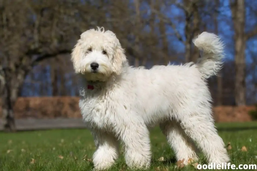 long haired white wavy labradoodle