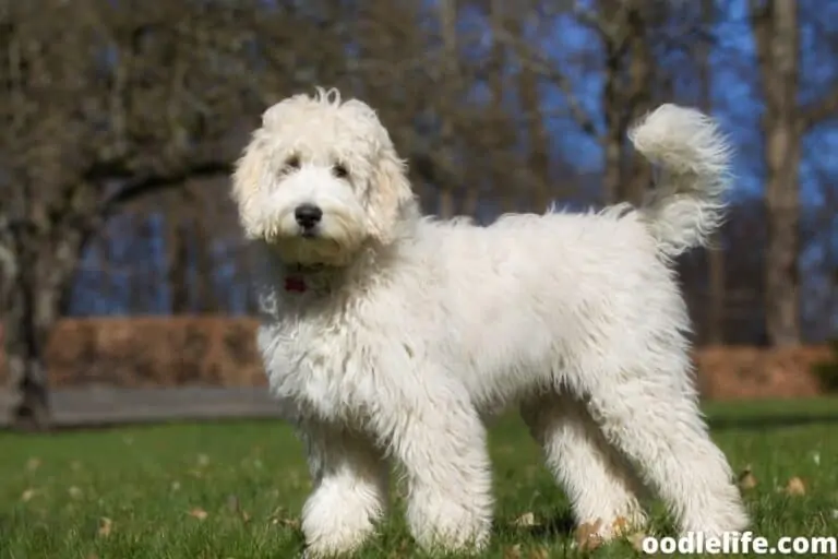 Can I Run with a Labradoodle?