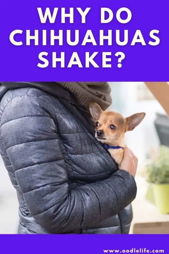 why do Chihuahuas shake