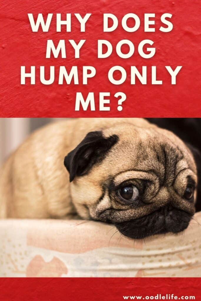 why do dogs hump