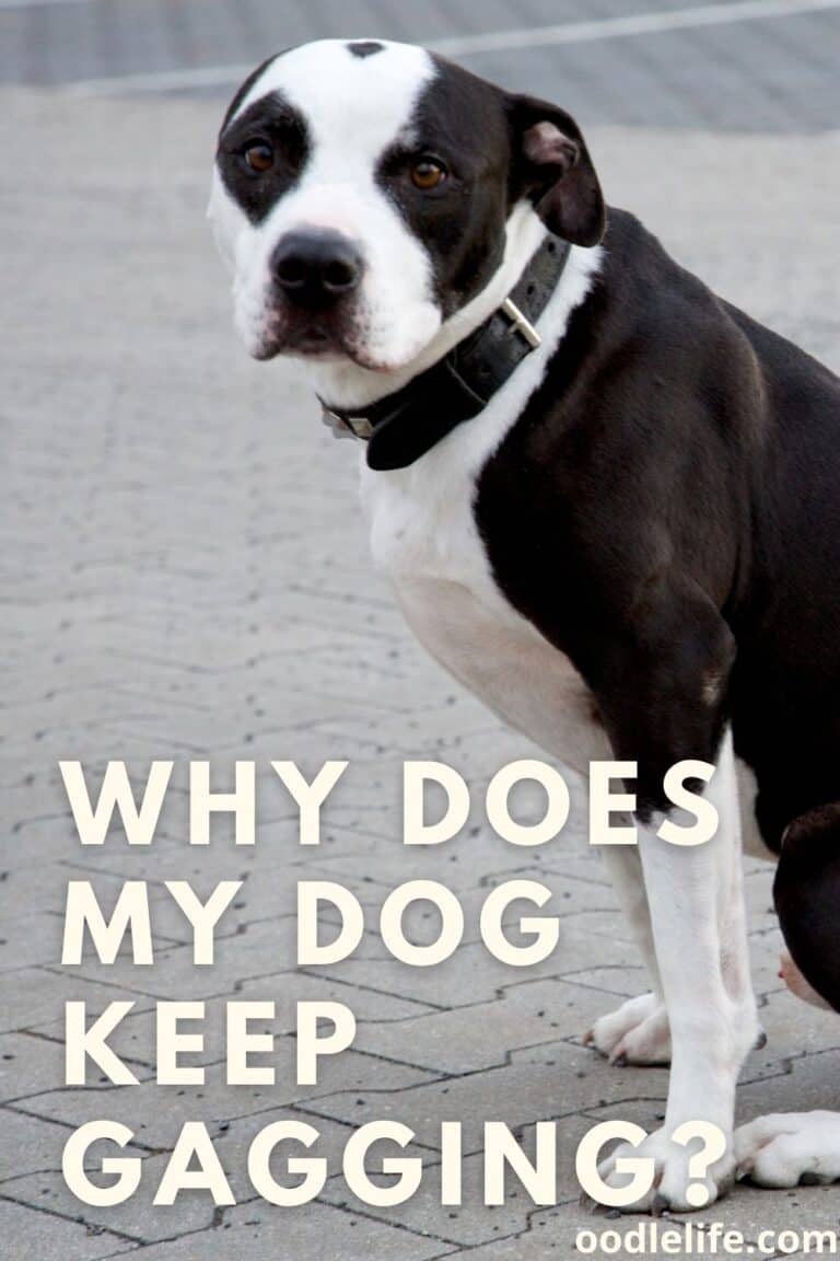 Why Does My Dog Keep Gagging? Oodle Life