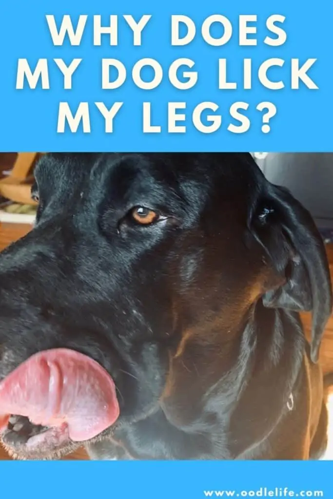 why does my dog lick my legs