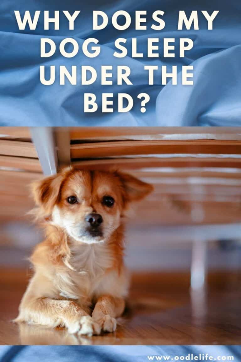 Why Is My Dog Sleeping Under The Bed? Oodle Life