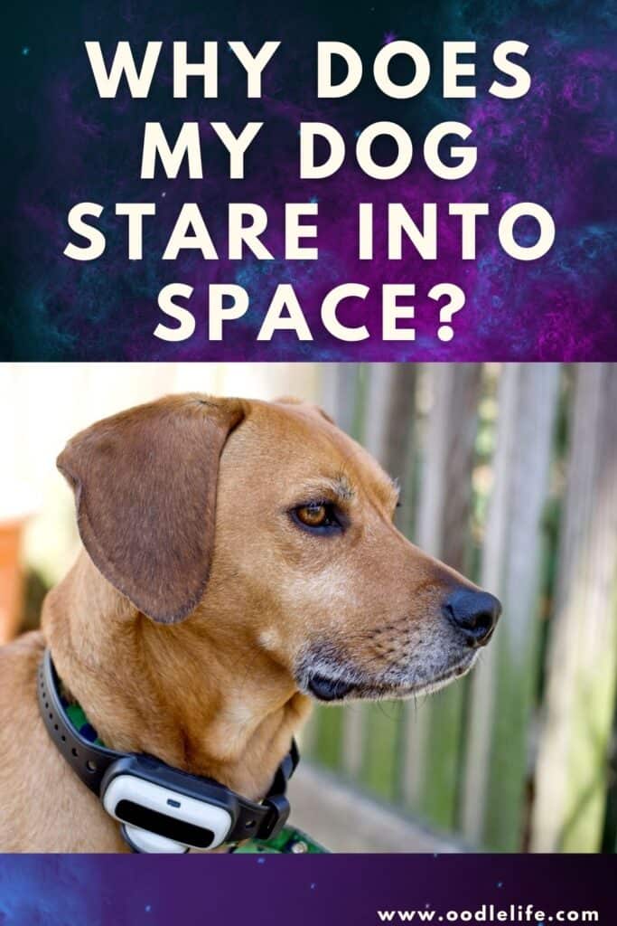 why do dogs just stare at nothing