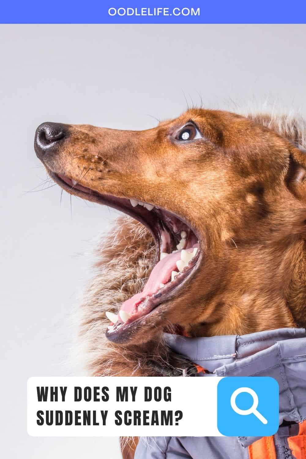 Why Do Puppies Die Suddenly