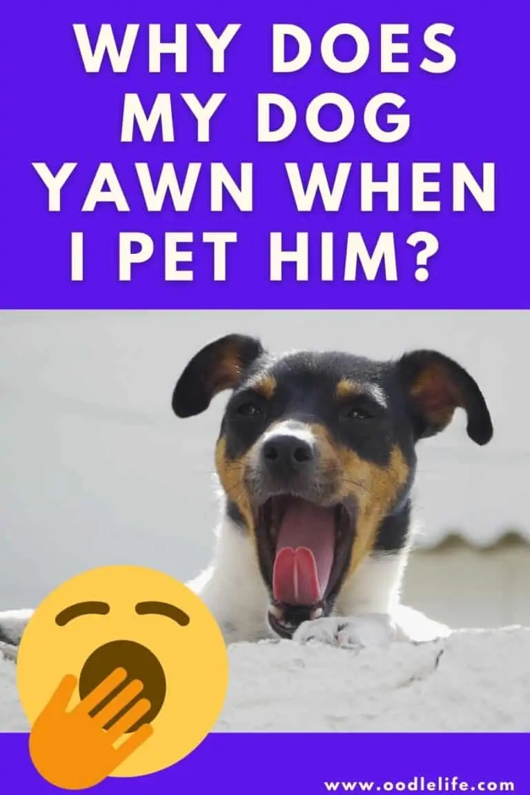 Why Does My Dog Yawn When I Pet Him?