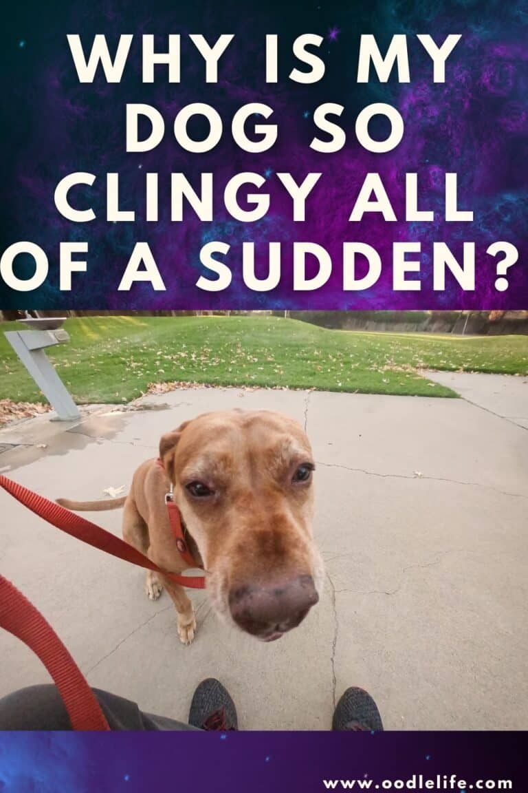 Why Is My Dog So Clingy All Of A Sudden? Oodle Life