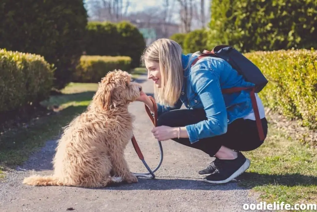 woman and Labradoodle