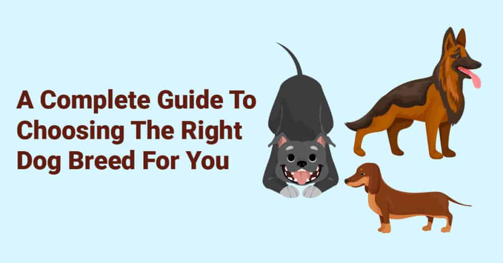 how to find a certain dog breed