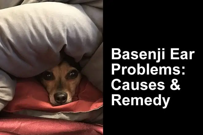 Basenji Ear Problems (Smells, Causes, and Fixes)