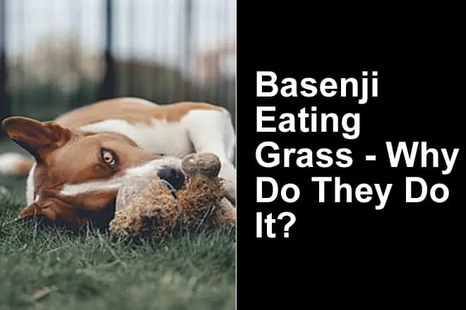 Basenji Eating Grass (Why Is My Basenji Eating Grass?)