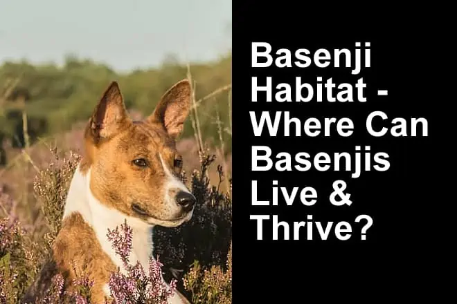Basenji Natural Habitat (Do Basenji Live in the Wild)