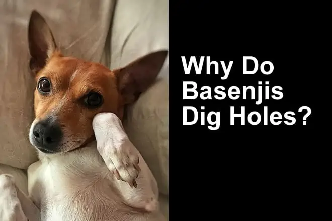 Why Do Basenjis Dig Holes? Is This Normal?