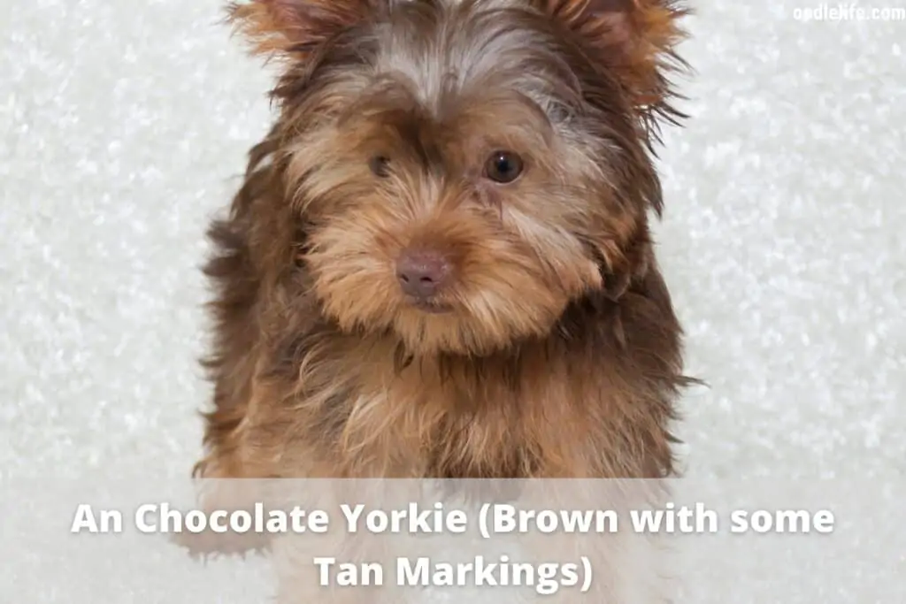 chocolate yorkie