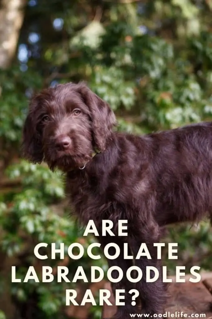 are chocolate labradoodles rare