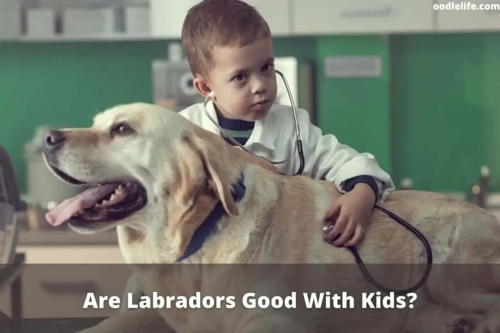 are labradors ok with kids