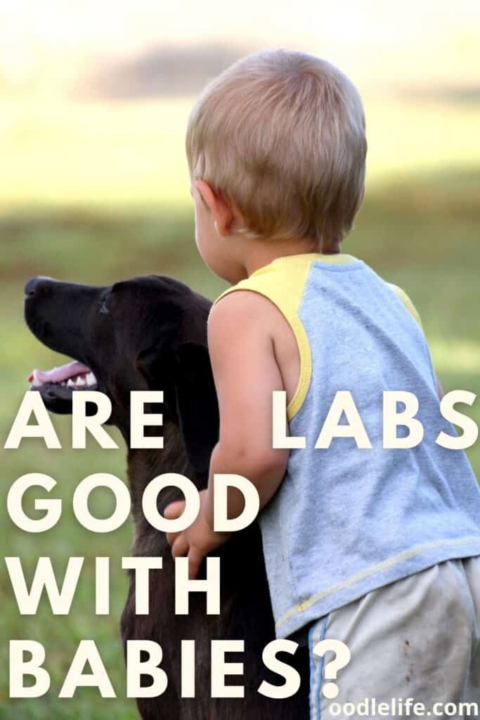 Are Labrador Retrievers Good With Kids