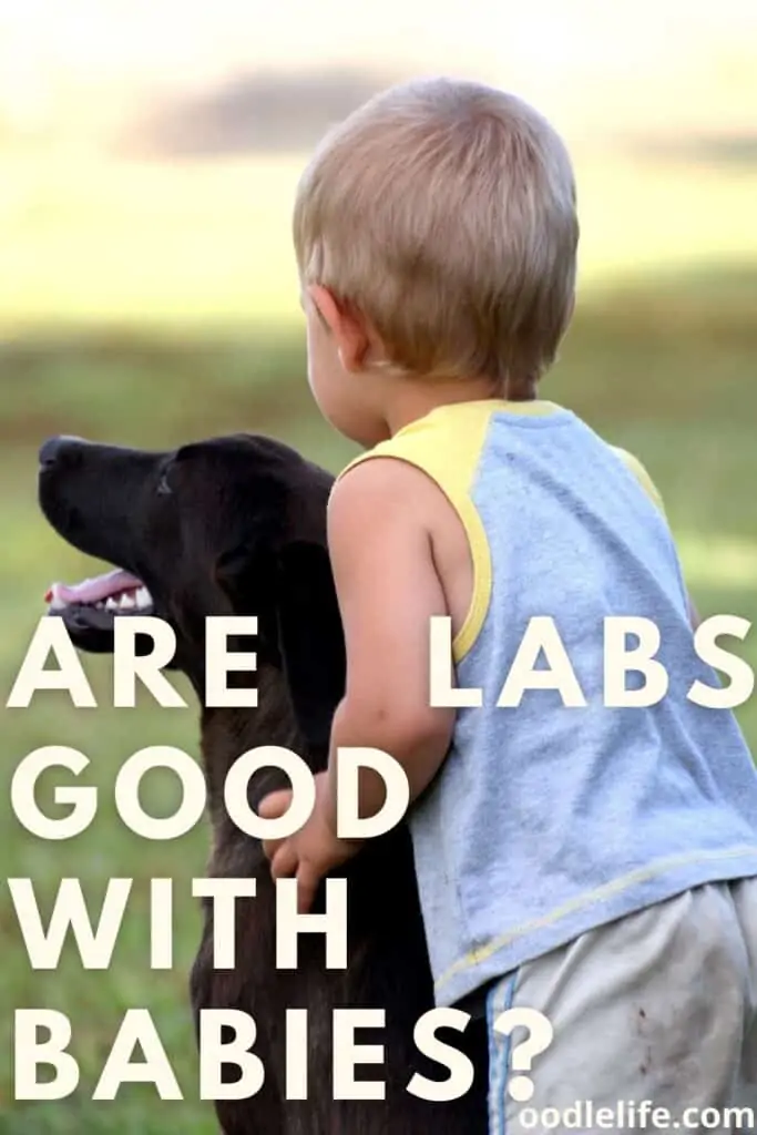 are labs good with babies